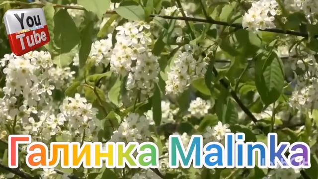 Самвел Адамян /Разоблачение /Страшная тайна раскрыта /Обзор /Saveliy Ad /Grandenikovlog /Сытники смотреть онлайн