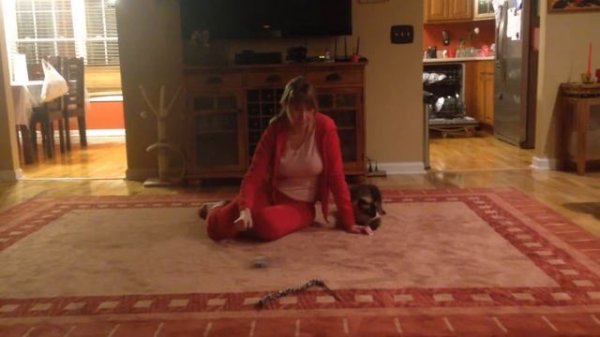 Yeti The Cat - Йети кот