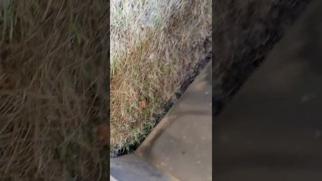 Звук после замены гофр выхлопа смотреть онлайн