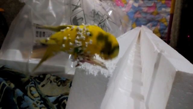 Кешунька грызет пенопласт, что из этого вышло смотри... смотреть онлайн