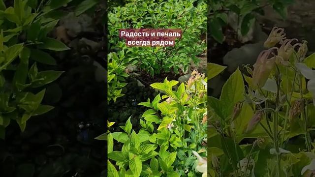 Как избавиться от хлороза ? Прошу помощи смотреть онлайн