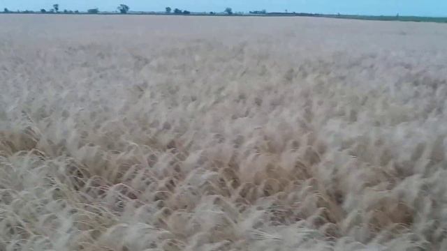 Ячмень селена стар смотреть онлайн