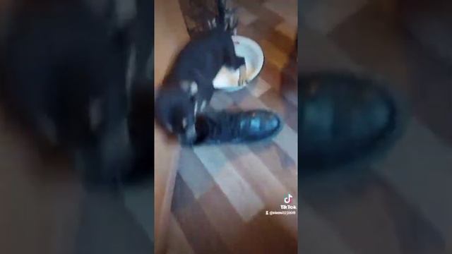 Щенки в дар