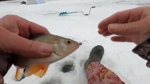 Зимняя рыбалка 2024-25. БЕШЕНЫЙ КЛЁВ УКЛЕЙКИ .