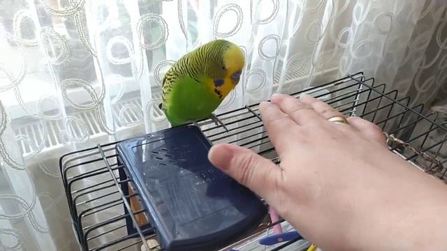 Влог_ Завтрак Турецкого мужа ✔️ Попугай Кеша Боится Игрушку✔️ Что Купила✔️ Моё Рукоделие ✔️Турция смотреть онлайн