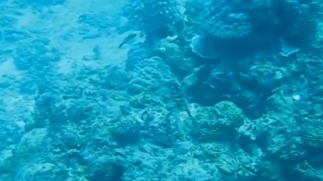 Great Barrier Reef Cairns Australia Scuba Diving Trip Nov 2008 Day 2 By Titon