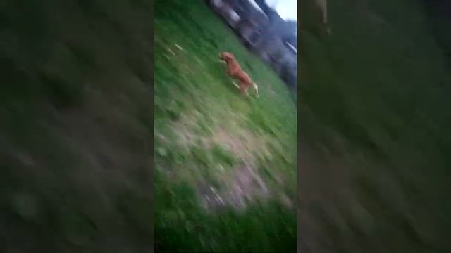 Кусачая собака смотреть онлайн