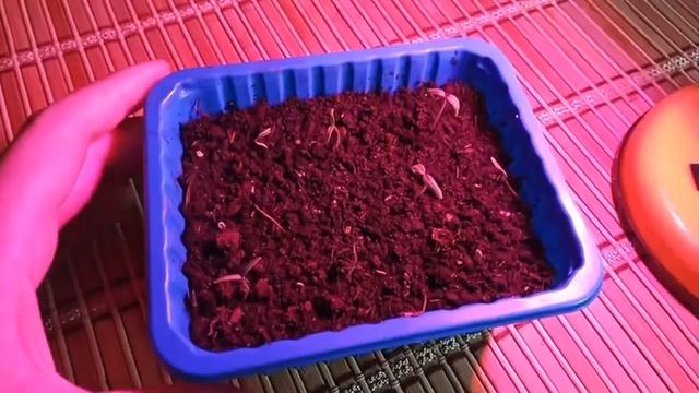 ЭТО УТОЛСТИТ СТЕБЕЛЬ ВАШЕЙ РАССАДЫ! ДОБАВЬТЕ ЭТО