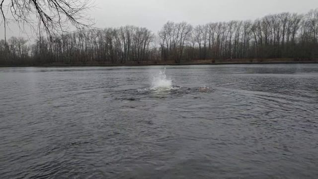 Олег Кунцевич впервые в клубе МОРЖИ СТОЛИЦЫ 15.12.2019 смотреть онлайн