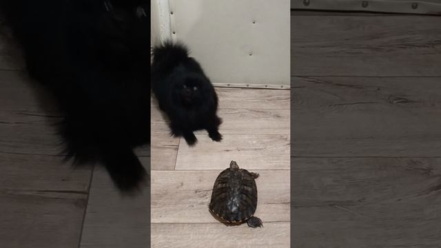 ПОБЕГ ЧЕРЕПАХИ!)))