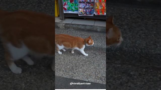 Cats Paradise: Houtong, Taiwan смотреть онлайн