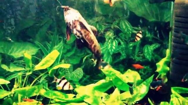 АКВАРИУМ 270 лт  БАРБУСЫ 2012г