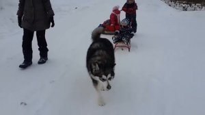 Маламута запрягли в санки