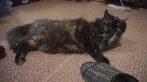 Кошка зовёт кота в брачный период