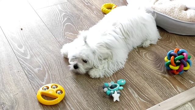 Мальтезе и новая игрушка. смотреть онлайн