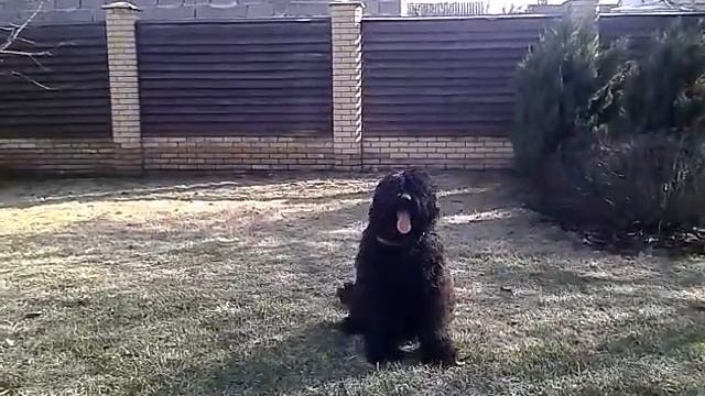 Дрессировка собак.Чорный тер.Соломон 7 мес. смотреть онлайн