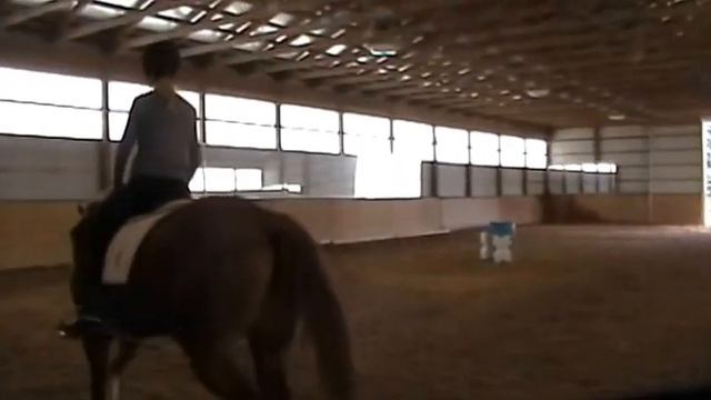 Jet Enough, APHA gelding for sale by Orchard View Stable смотреть онлайн