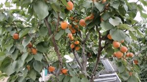 Абрикос Цунами станет вашим любимым!