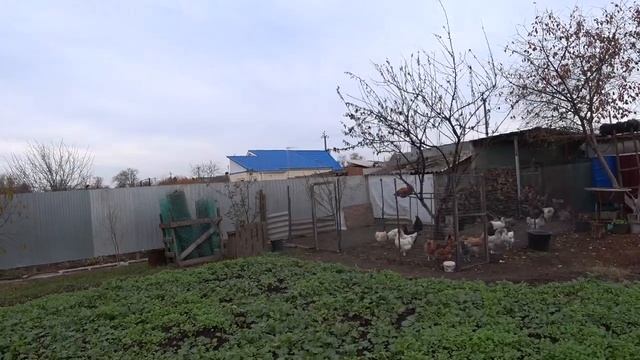 Гололед теперь не страшен🚗 Они освоили новое место🐥🐔Мышь повесилась😍Докупила чеснок🧄Зима идет к смотреть онлайн