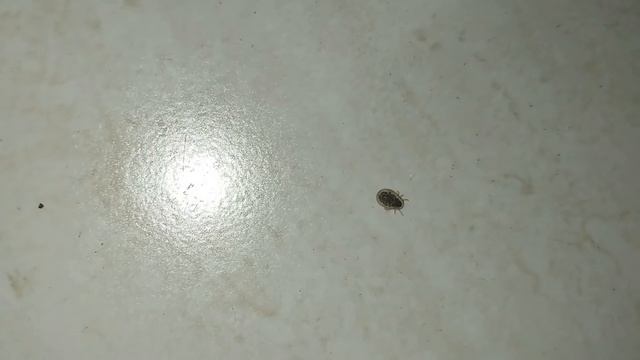 Аргасовый клещ – один из видов иксодовых клещей.