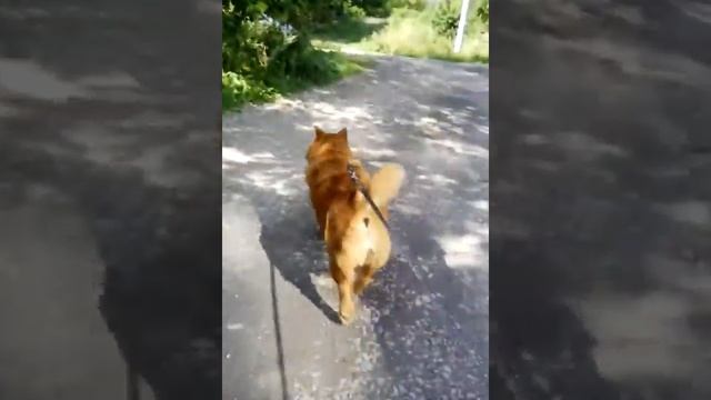 порода чао чао