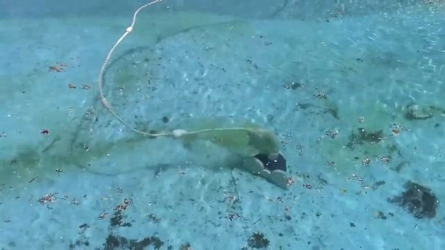 Pool Opening 2021, Part 13 - Dropping In Polaris Robot, Chlorine Shortage, And Wrap-Up смотреть онлайн