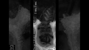 Как пчелы нагревают ячейки сотов? Терморегуляция в улье