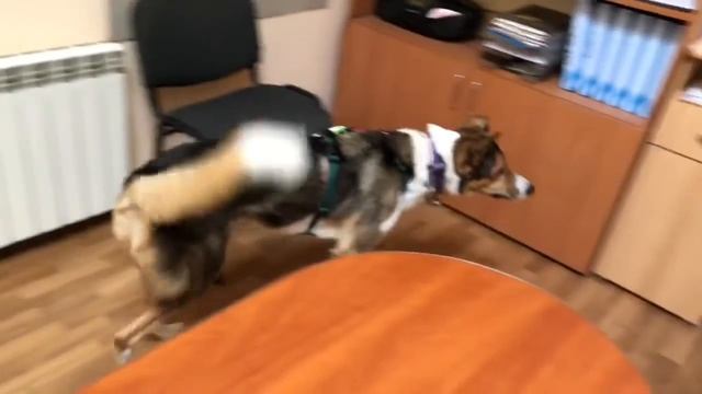 Шустова Таміла та Куккі (біла собака), клас 0, категорія "приміщення", Львів 23.10.2022 смотреть онлайн