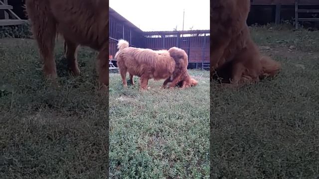 Тибетский мастиф / 藏獒/ Tibetan Mastiff / Dogue du Tibet / Tibetaanse mastiff смотреть онлайн