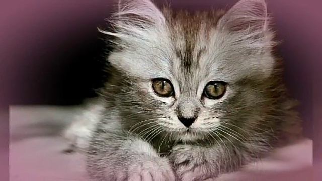 Котики и собачки 🐱🐶💖👍 смотреть онлайн