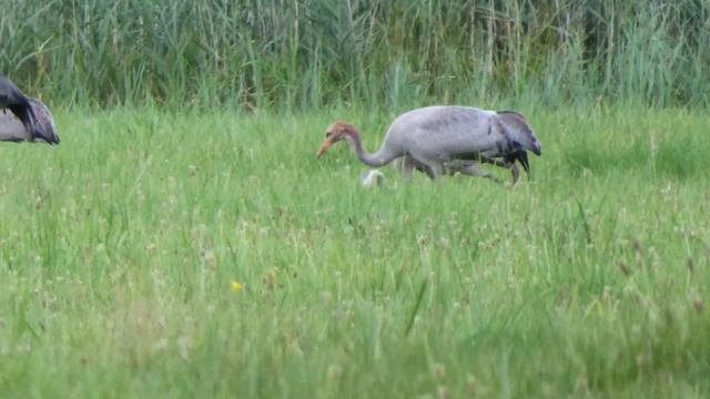 Common Crane / Grus grus 4 смотреть онлайн