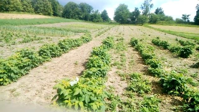 Підкорм малини .Вносиимо азот смотреть онлайн