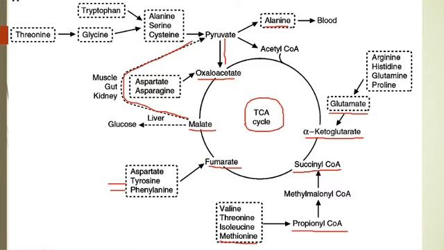 Role of liver in metabolism & Active Acetate VIDEO смотреть онлайн