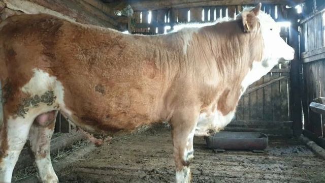 SIMMENTAL Zotli Qoramol Rasmlari Va Ular Haqida Ma'lumot.