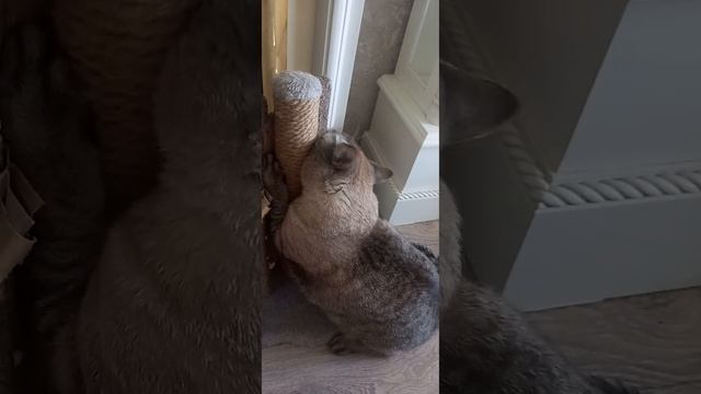 котик,валерьянка смотреть онлайн