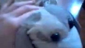 плюшевая собака шиша