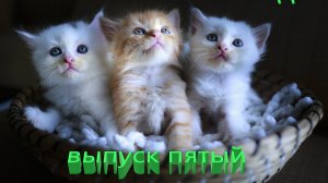 Удивительные животные выпуск пятый 5