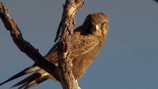 Parrots: Majestic Birds (Nature Documentary)