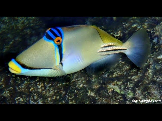 Рыбы Красного моря смотреть онлайн