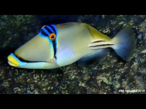 Рыбы Красного моря