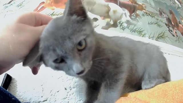 Мой новый друг! смотреть онлайн