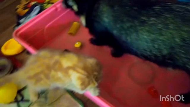 Енотовидная собака Роксана и котенок Люк смотреть онлайн