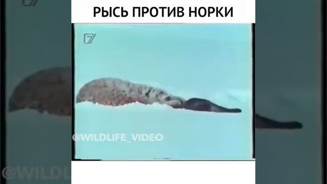 Рысь против норки смотреть онлайн