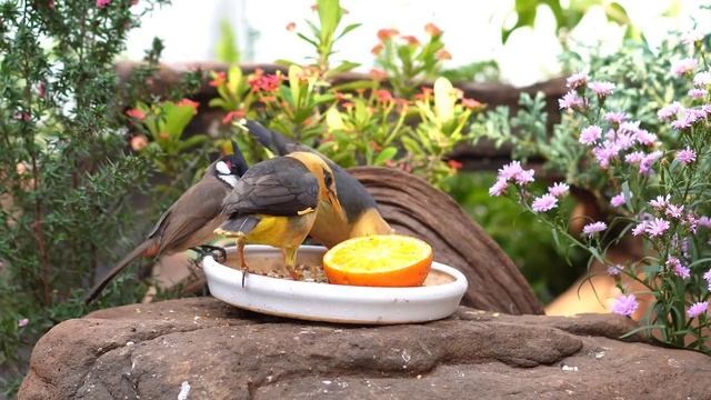 Cat TV | Videos for Cats | Cat Game | Cat & Dog TV | Birds, Chipmunks, And Squirrels⭐ 24 HOURS ⭐ смотреть онлайн