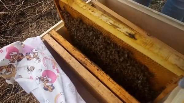 От пчелопакета до семьи. Часть 1