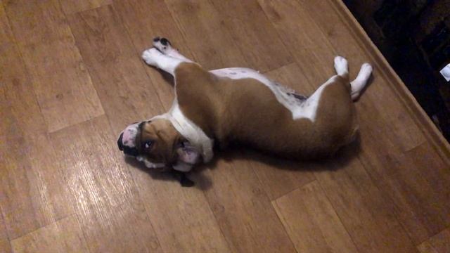 Relax | Напала непреодолимая лень | Милейшая милость | Английский бульдог Черри ловит нирвану смотреть онлайн