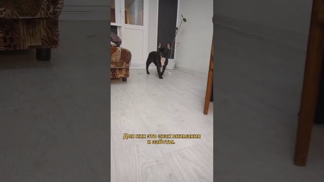 Зачем собаки облизывают хозяина? смотреть онлайн