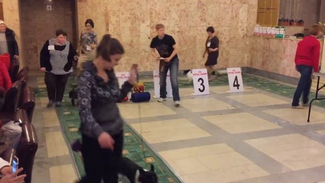 Ярославль, моно фр бульдогов, сравнение на лпп моно, эксперт: Островская смотреть онлайн