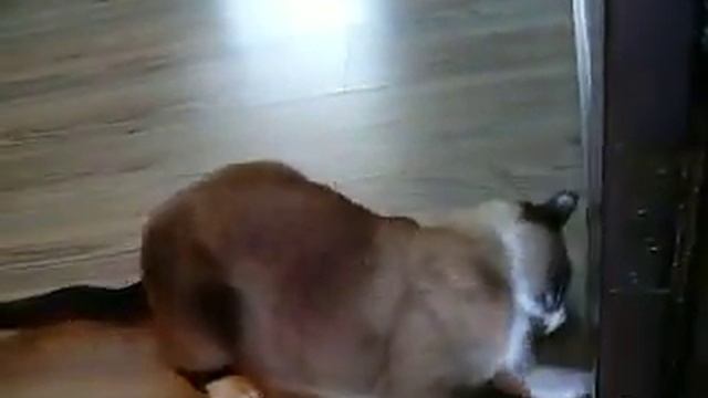Косточка и крышечка смотреть онлайн