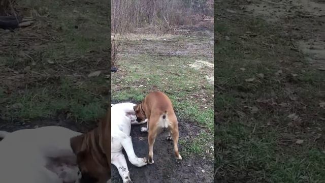 Американский Бульдог Афчик))и Карамелька)) смотреть онлайн